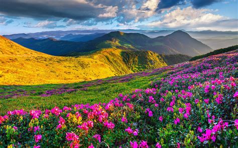 Beautiful Nature Area With Green Grass And Spring Flowers Mountain