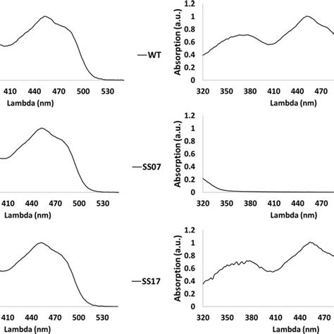 Uv Vis Absorption Spectra The Uv Visible Absorption Spectra Of Wt And Download Scientific