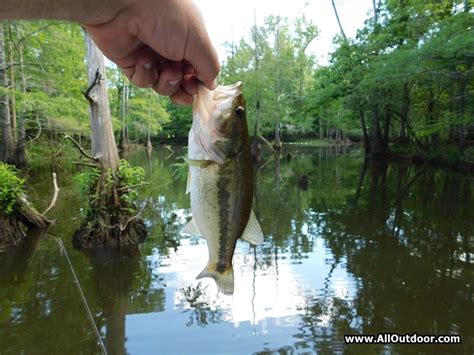 Bass Fishing In Sloughs And Backwaters AllOutdoor