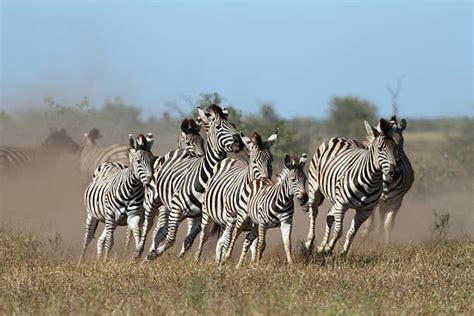 Zebras Running Stock Photos, Pictures & Royalty-Free Images - iStock