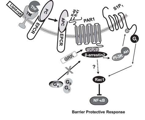 Figure From Protease Activated Receptor Signalling By Coagulation