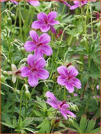 Ooievaarsbek Geranium Soboliferum Starman Tuingeranium Geranium