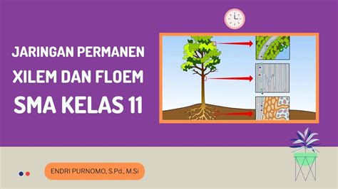 JARINGAN PENGANGKUT TUMBUHAN XILEM DAN FLOEM BIOLOGI SMA KELAS XI