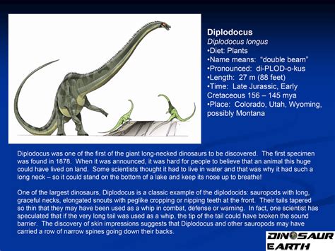 Diplodocus Facts For Kids