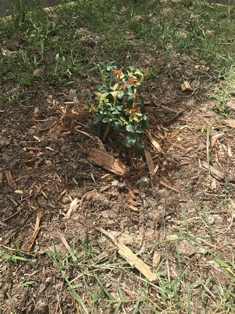 624 best r/roses images on Pholder | Why are my roses turning brown?