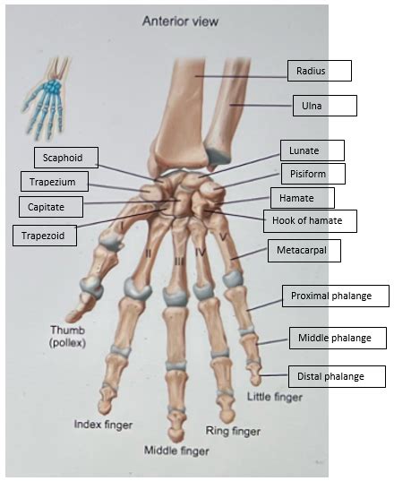 [solved] Need Help Labeling Humerus Anterior View Posterior View Carpals Course Hero