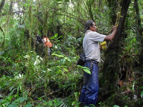 Proyecto Conservación de Bosques Indígenas promoviendo el manejo