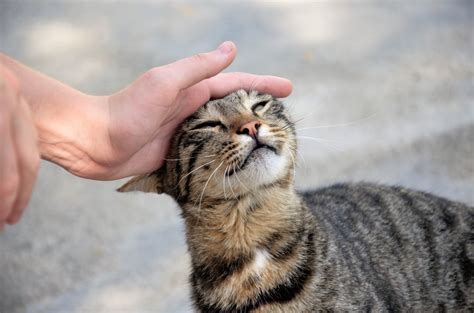 Quais S O As Ra As De Gato Mais Populares Do Brasil Confira O