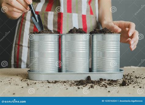 Mujer Que Planta Las Semillas En Potes Del Metal Foto De Archivo