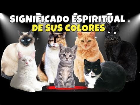 El Misterioso Significado Espiritual Detr S Del Color De Los Gatos