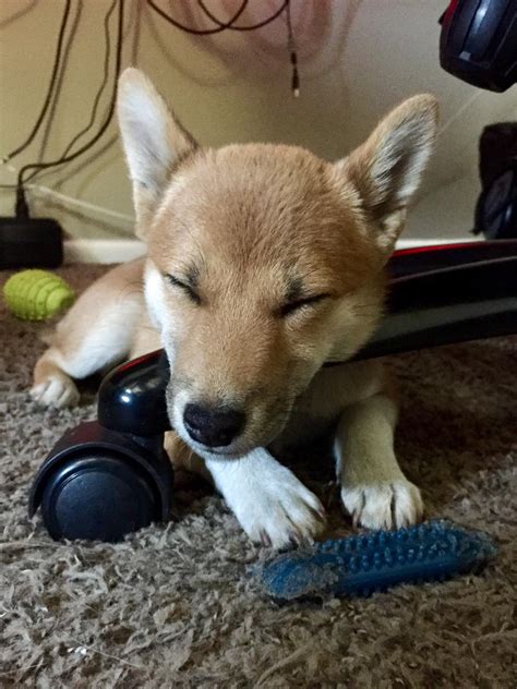 Sleeping baby Shiba Inu named Hana : r/aww