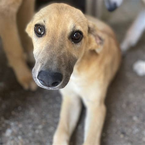 Galgo Mischling Aouife Sucht Ein Zuhause Salva Hundehilfe E V