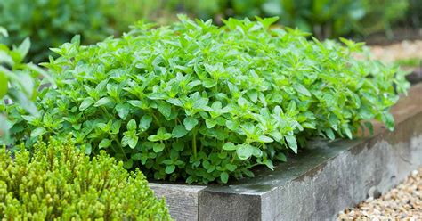 11 of the Best Culinary and Ornamental Oregano Varieties - ReportWire