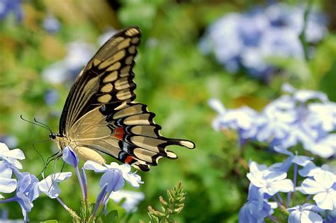 Florida Fall Butterflies » Focusing on Wildlife