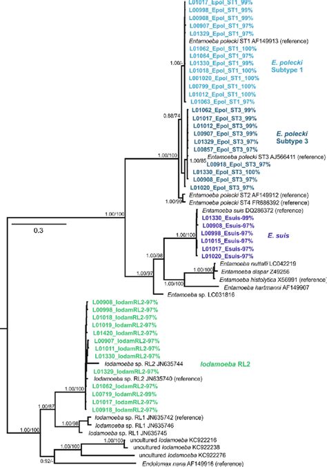 Phylogenetic Relationships Of Entamoebidae Related Sequences The Download Scientific Diagram