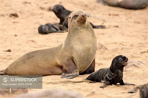 Cape Fur Seal Arctocephalus Pusillus Cape Cross Namibia Africa