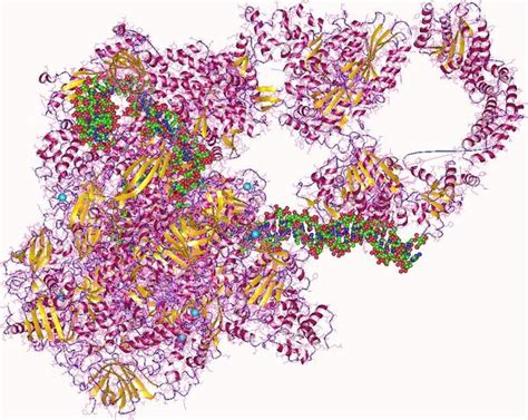 Rna Polymerase Enzyme Opened Dna Helix Human C Wikimedia Commons Science Ambassadors