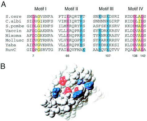 Resolving The Relationships Of Resolving Enzymes PNAS