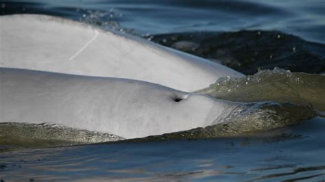 Halibut Spared As Beluga Move On To New Prey In Warming Arctic Waters