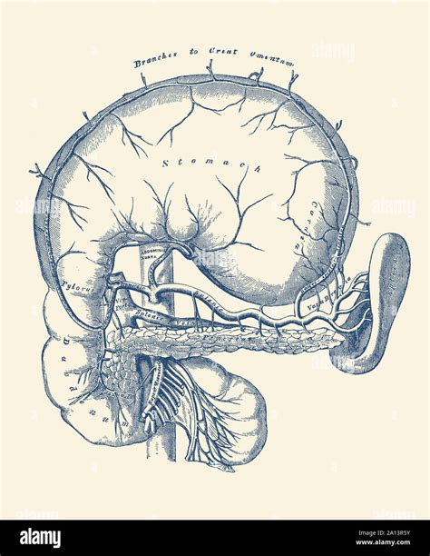 Anatomia Dello Stomaco Immagini E Fotografie Stock Ad Alta Risoluzione