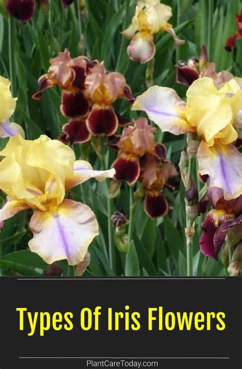 Iris, one of the simplest perennials to grow, should be planted in the ...