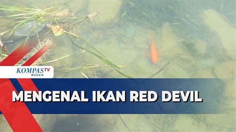 Mengenal Ikan Red Devil Sang Predator Di Danau Toba Kompas Tv Vidio