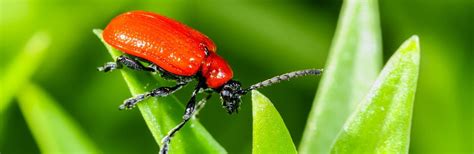 Scarlet Lily Beetle - Treatment & Control | Love The Garden