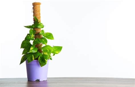 11 Astonishing Money Plant Benefits Pothos Plant