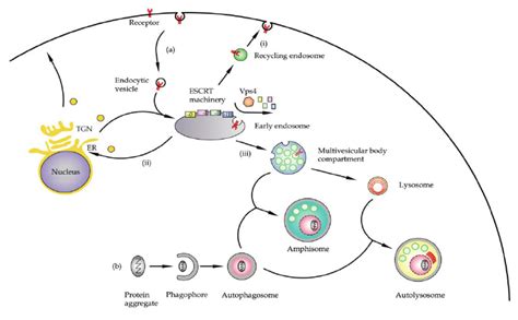 Interrelationships Between The Endocytic And Autophagic Pathways A