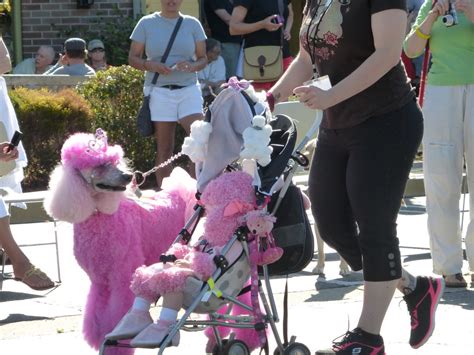 Poodles Day 2013 Parade Oct 4 2013 Organizer Ev Flickr