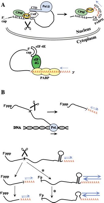 The Poly A Tail Of Mrnas Cell