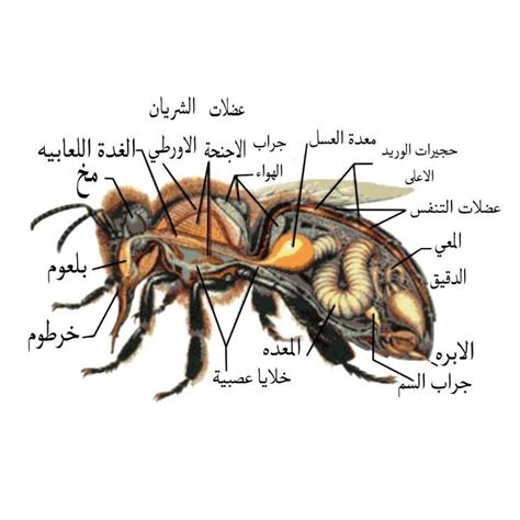 islamitische kunst photoshop natuurfotografie arabische taal