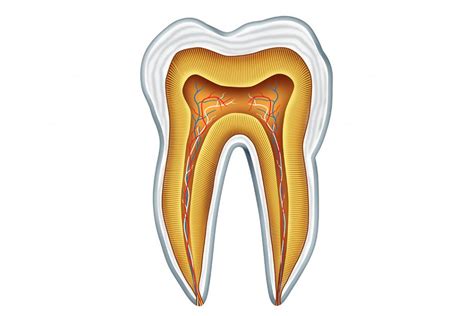 Hemisektion Fachbereich Endodontologie Bayerwaldzahn Mvz Gmbh