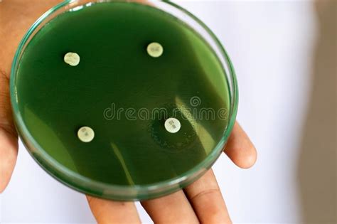 Testes De Droga Da Microbiologia Foto De Stock Imagem De Placa Fundo