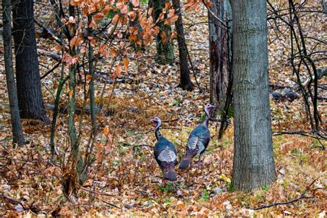 Two Meleagris Gallopavo Wild Turkeys In A Wisconsin Forest Stock Photo