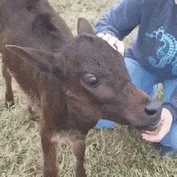 Baby Cow GIF - Baby Cow FarmAnimals - Discover & Share GIFs