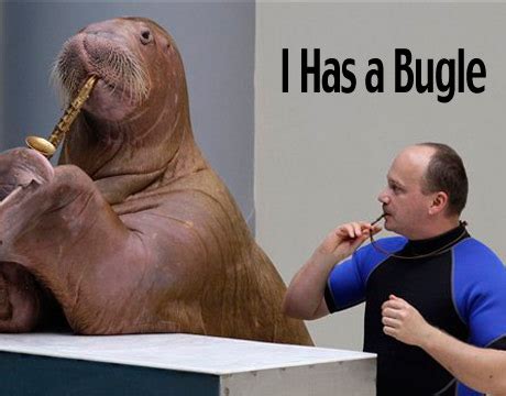 Funny Walrus New Images/Photos 2012 | Funny Animals