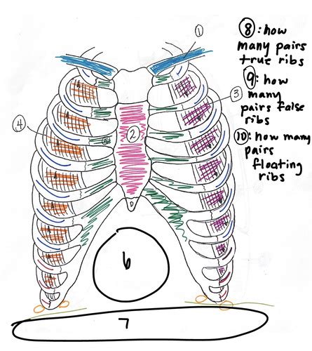 Rib Cage Diagram Flashcards Quizlet