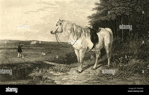 Circa 1870 Engraving The Shooting Pony Stock Photo Alamy