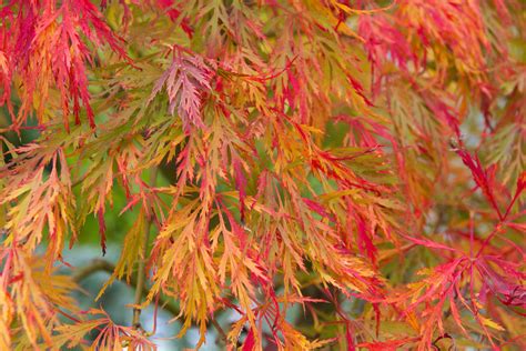 Japanese Maples Big Plant Nursery Big Plants Japanese Maple Plant Nursery