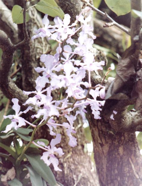 bagchiblog: Orchids of Meghalaya