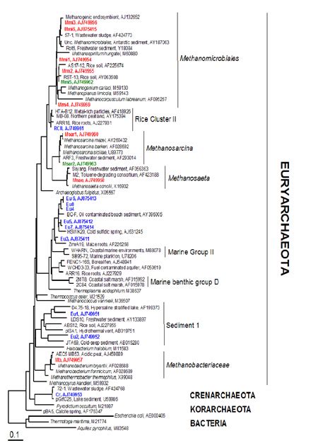 Phylogenetic Tree Illustrating The Affiliation Of Partial 16s Rrna Gene