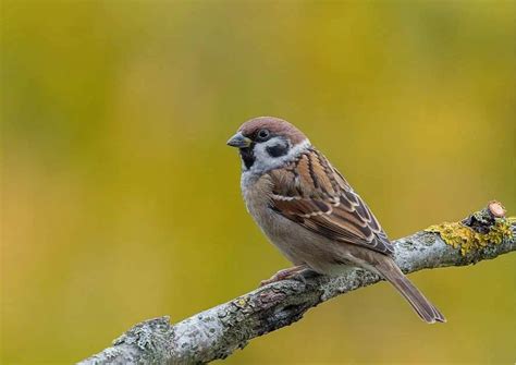 Sparrow Behavior - AnimalBehaviorCorner