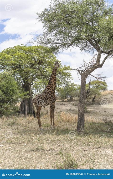 Northern giraffe stock image. Image of east, african - 108849847