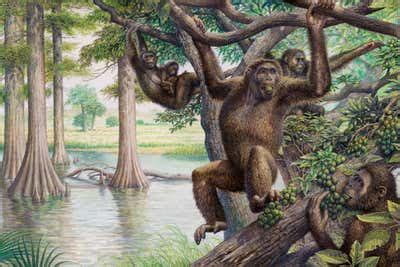 Ape evolution: Household tree of extinct apes reveals our early ...