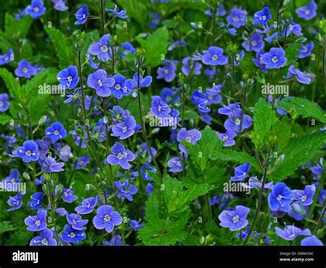 Bird S Eye Speedwell Germander Speedwell Stock Photo Alamy