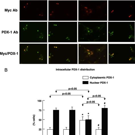 To Investigate The Effect Of Cdk Inhibition On The Intracellular