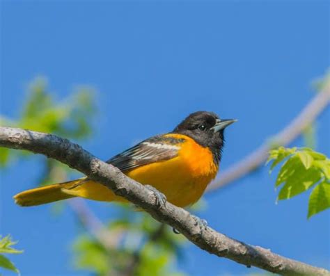 38 Backyard Birds in Minnesota - Birdwatching Central