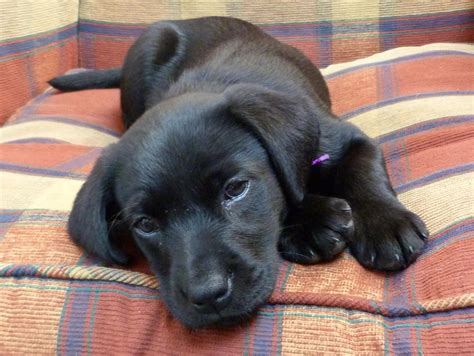 Abby The Labby So Cute As A Pup Aww R Aww