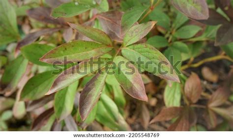 Peony Officinalis Brown Spotting Spots Stock Photo 2205548769